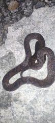 Atractus imperfectus