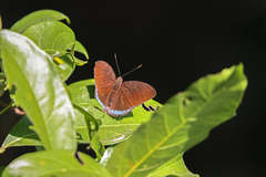 Tanaecia whiteheadi