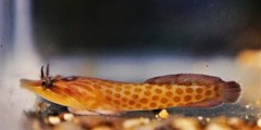 Lepadogaster purpurea