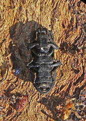 Phloeodes diabolicus