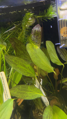 Echinodorus grisebachii