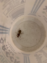 Oecophylla smaragdina