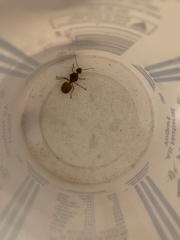 Oecophylla smaragdina