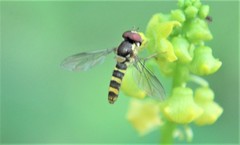 Fazia micrura