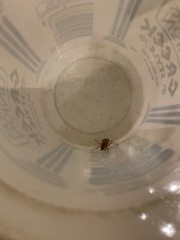 Oecophylla smaragdina