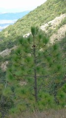 Pinus montezumae