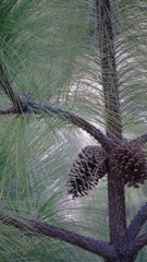 Pinus montezumae