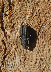 Nyctoporis carinata