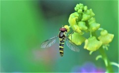 Fazia micrura
