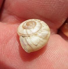 Praticolella berlandieriana