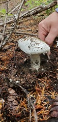 Amanita smithiana