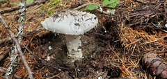 Amanita smithiana