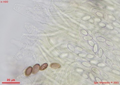 Ascobolus crenulatus