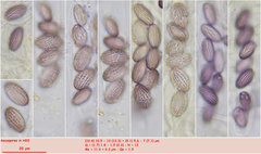 Ascobolus crenulatus