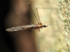 Neolimonia rara