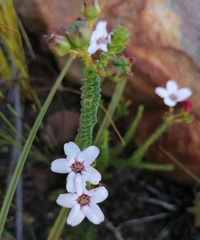 Adenandra brachyphylla