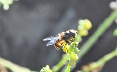 Copestylum quadratum