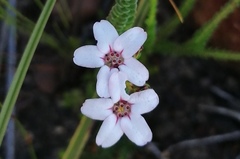 Adenandra brachyphylla