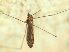 Neolimonia rara