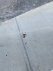 Larinioides sclopetarius