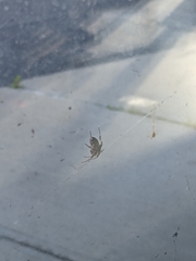 Larinioides sclopetarius