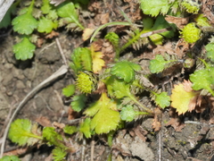 Leptinella squalida squalida