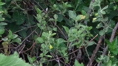 Capsicum rhomboideum