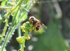 Copestylum quadratum