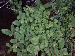 Aquilegia eximia