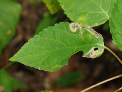 Aspilanta hydrangaeella