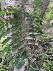 Conzattia multiflora