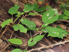 Aspilanta hydrangaeella