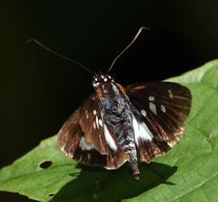 Vettius phyllus
