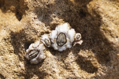 Chthamalus antennatus