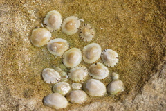 Siphonaria zelandica