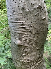 Conzattia multiflora