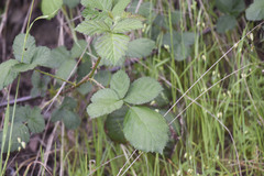 Candicantes