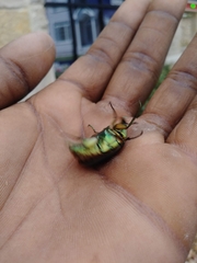 Cotinis nitida