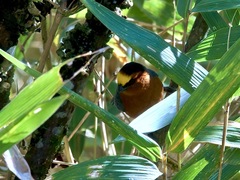 Catamblyrhynchus diadema