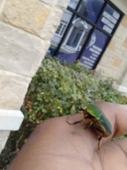 Cotinis nitida