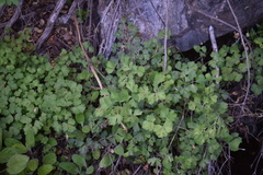 Aquilegia eximia