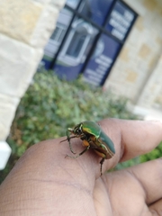 Cotinis nitida