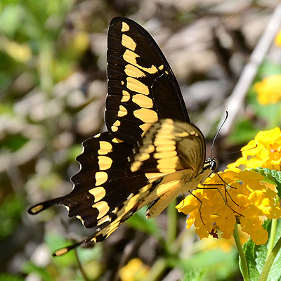 Western Giant Swallowtail (Butterflies of San Diego County) · iNaturalist