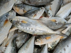 Scomberoides