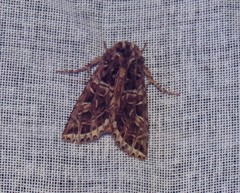 Leucochlaena