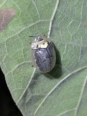 Physonota alutacea