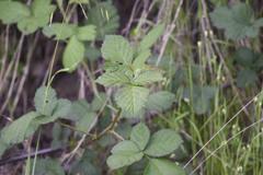 Candicantes