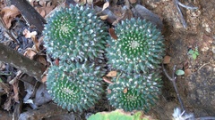 Mammillaria karwinskiana karwinskiana