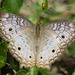 Mariposa Pavoreal Blanca - Photo (c) John Rosford, algunos derechos reservados (CC BY), subido por John Rosford