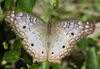 Mariposa Pavoreal Blanca - Photo (c) John Rosford, algunos derechos reservados (CC BY), subido por John Rosford